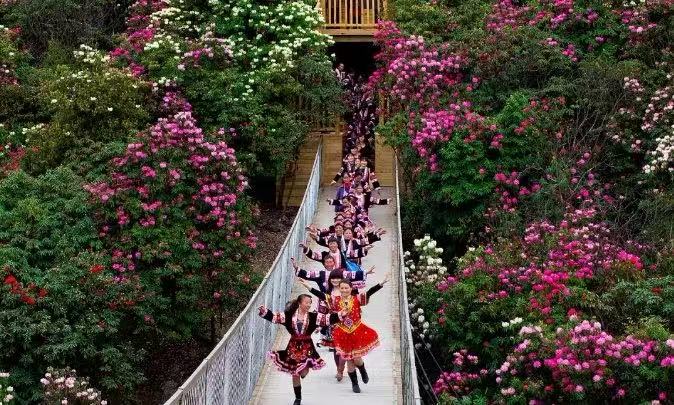 清明·赏贵州百里杜鹃花海 游茅台古镇 3日自驾