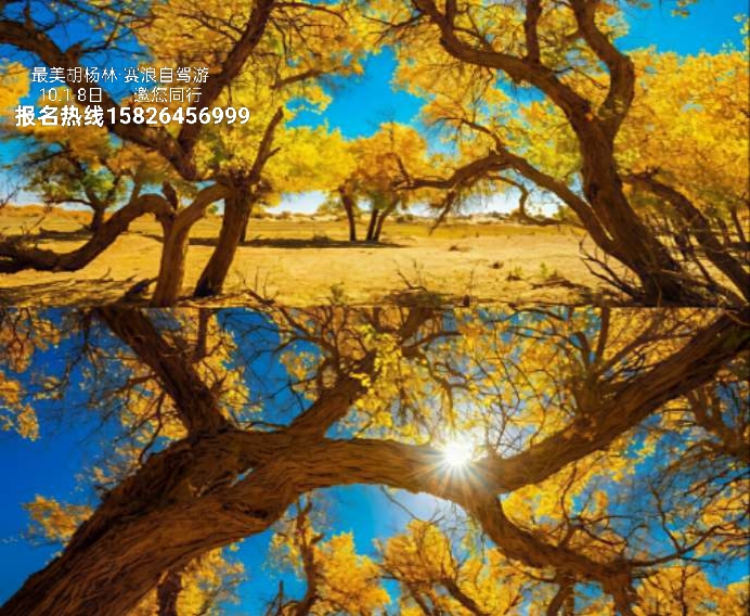 【国庆&中秋内蒙8日自驾/拼车】 寻觅醉美胡杨林，追逐大漠狂野，额济纳金色之秋